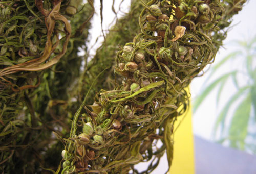 Amazing benefits of hemp seeds