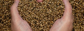 Protein from hemp seed