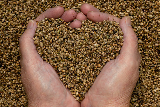 Protein from hemp seed