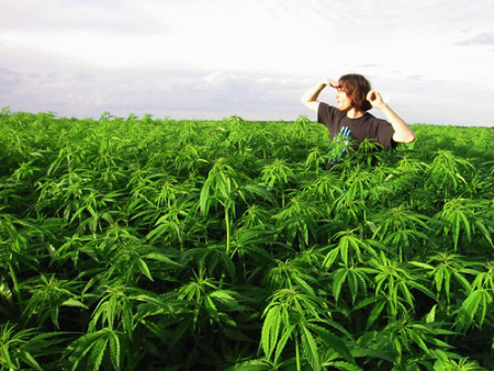 oakland-legalizes-marijuana