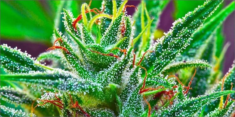 trichomes-feature